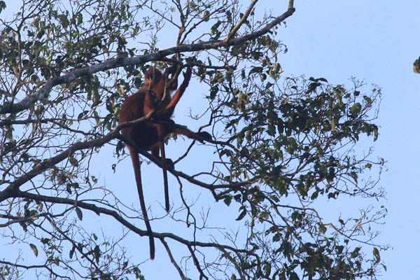 Maroon Leaf Monkey